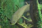 Afrikanischer F�hnchen Messerfisch (Papyrocranus ...  Gilbert Angermann 04.02.2011