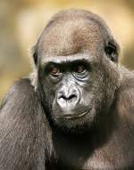 Flachlandgorilla    ...  Andy Hensel 04.02.2011