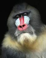 Mandrill    ...  Andy Hensel 05.02.2011