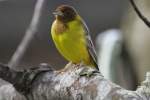 ammern Braunkopfammer (Emberiza bruniceps) am 3.10.2010 im Bird Kingdom in Niagara Falls,ON.