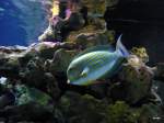 Ein Doktorfisch mit seinen ...  Jonas T. 10.02.2011