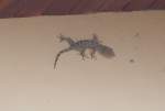 Ein Gecko (Tokeh), der ...  Volker Hunsche 11.02.2011