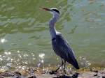 Graureiher(Ardea cinerea), umgangssprachlich auch ...  JohannJ 12.02.2011