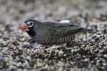 Wachtelastrild (Ortygospiza atricollis) am ...  Gilbert Angermann 13.02.2011