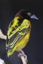 webervogel Dorfweber (Ploceus cucullatus) am 3.10.2010 im Bird Kingdom in Niagara Falls, Ontario.