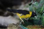 finken Gelbschenkel-Kernbei�er (Mycerobas affinis) am 3.10.2010 im Bird Kingdom in Niagara Falls, Ontario.