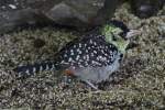 Schmuckbartv�gel (Trachyphonus) (4 Fotos)
