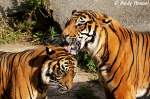 K��chen, K��chen !!! Sibirische Tiger oder auch Amurtiger  ...