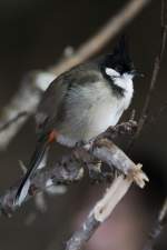 Jungvogel eines Rotohrb�lb�ls (Pycnonotus jocosus) am 3.10.2010 im Bird Kingdom ...