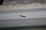 Einer der netten Hotelg�ste ...  Manuel Schindler 13.02.2011