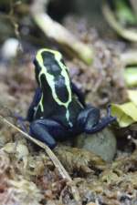 F�rberfrosch (Dendrobates ...  Gilbert Angermann 15.02.2011