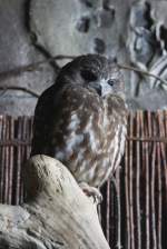 buschkauze-ninox Neuseeland-Kuckuckskauz (Ninox novaezelandiae) am 3.10.2010 im Bird Kingdom in Niagara Falls, Ontario.
