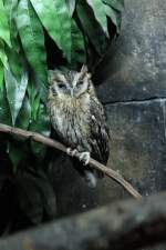 kreischeulen-megascops Choliba-Kreischeule (Megascops choliba) am 3.10.2010 im Bird Kingdom in Niagara Falls, Ontario. Diese Eule lebt in S�d- und Zentralamerika.