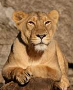 Indische L�win   ...
