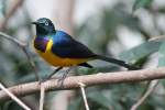 K�nigsglanzstar (Cosmopsarus regius) am ...  Gilbert Angermann 16.02.2011