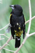 finken Fleckenkernbei�er (Mycerobas melanozanthos) am 3.10.2010 im Bird Kingdom in Niagara Falls,ON.