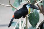 Tukane (Ramphastos) (5 Fotos)