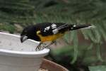 Fleckenkernbei�er (Mycerobas melanozanthos) am ...  Gilbert Angermann 16.02.2011
