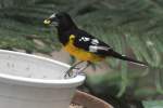 Fleckenkernbei�er (Mycerobas melanozanthos) am ...  Gilbert Angermann 16.02.2011