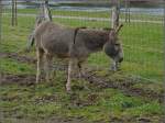 Dieser Esel be�ugt die ...  De Rond Hans und Jeanny 17.02.2011