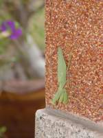 Eine Gottesanbeterin (Gr�ne Schildmantis) ruht sich an meinem Haus hier ...