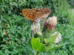 (Argynnis paphia)Kaisermantel-Weibchen st�bert in ...  JohannJ 18.02.2011