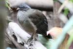 Chakalakas (Ortalis) (1 Fotos)