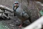 steinhuhner-alectoris Chukarhuhn (Alectoris chukar) am 3.10.2010 im Bird Kingdom in Niagara Falls,ON.