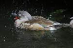 M�nnliche Mandarinente (Aix galericulata) ...  Gilbert Angermann 25.02.2011