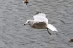eigentliche-mowen-larus Eine Ringschnabelm�we wartet ungeduldig auf die F�tterung. Niagara Falls am 3.10.2010.