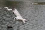 eigentliche-mowen-larus Eine Ringschnabelm�we auf Futtersuche. Niagara Falls am 3.10.2010.