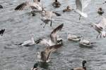 eigentliche-mowen-larus Ringschnabelm�wen streiten sich um das Futter und die Stockenten fl�chten angesichts der �bermacht. Niagara Falls am 3.10.2010.