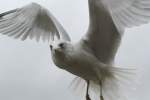 eigentliche-mowen-larus Ringschnabelm�we im Flug. Niagara Falls am 3.10.2010.