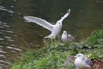 eigentliche-mowen-larus Eine Ringschnabelm�we im Landeanflug. Niagara Falls am 3.10.2010.