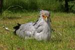 Sekret�r im Tierpark Berlin 15.06.2008  ...
