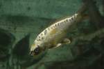 cyprinius-karpfen-koi Ghost Koi am 3.10.2010 im Marineland in Niagara Falls.