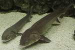 Zwei See-St�re (Acipenser fulvescens) ...  Gilbert Angermann 25.02.2011