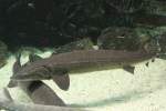 See-St�re (Acipenser fulvescens) am ...  Gilbert Angermann 26.02.2011