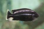 Buntbarsche Melanochromis simulans am 3.10.2010 im Marineland in Niagara Falls,ON.