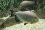sagesalmler-serrasalmidae Schwarzer Pacu (Colossoma macropomum) am 3.10.2010 im Marineland in Niagara Falls.