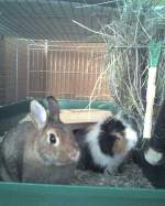 Max & Moritz  ...  Maik Leiter 31.10.2009
