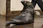 Echte Hundsrobben (Phoca) (21 Fotos)