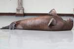 Entspannungs�bungen. Walross (Odobenus rosmarus) ...  Gilbert Angermann 28.02.2011