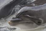 Gro�er T�mmler, Burrunan-Delfin (Tursiops) (7 Fotos)