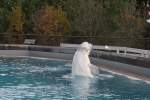 Beluga (Delphinapterus ...  Gilbert Angermann 28.02.2011