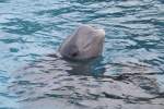 Wei�wal (Delphinapterus ...  Gilbert Angermann 28.02.2011