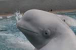 Wei�wal (Delphinapterus ...  Gilbert Angermann 28.02.2011