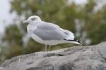 eigentliche-mowen-larus Heringsm�we (Larus fuscus) am 3.10.2010 im Marineland in Niagara Falls,ON.