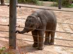 Junger Elefant ...  Peter Reiser 28.02.2011