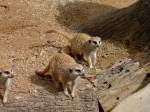 Erdm�nnchen im Zoo von ...  Peter Reiser 28.02.2011